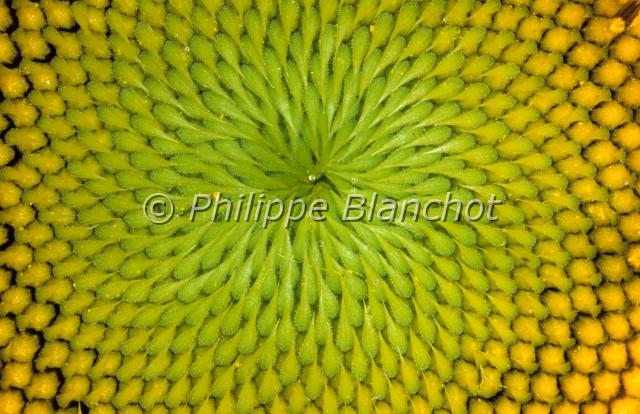 helianthus annuus.JPG - Détail de la fleur d'Helianthus annuusTournesol ou Grand soleilSunflowerAsteraceae